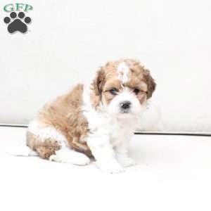 Maple, Shih-Poo Puppy