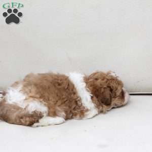 Maple, Shih-Poo Puppy