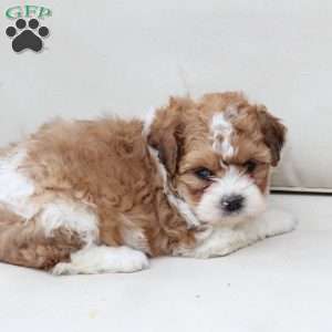 Maple, Shih-Poo Puppy