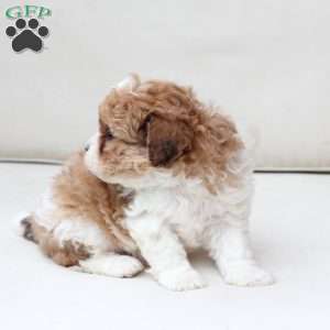 Maple, Shih-Poo Puppy