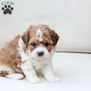 Maple, Shih-Poo Puppy