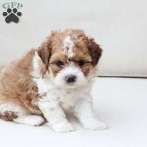 Maple, Shih-Poo Puppy