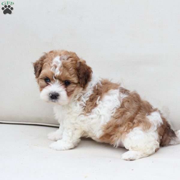 Maple, Shih-Poo Puppy