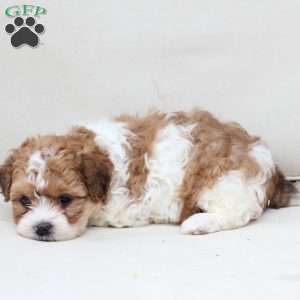 Maple, Shih-Poo Puppy
