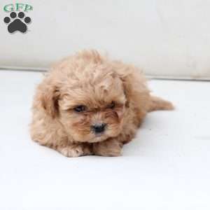 Honey, Shih-Poo Puppy