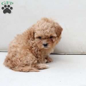 Honey, Shih-Poo Puppy