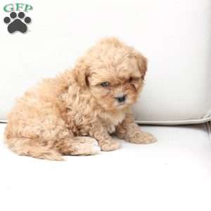 Honey, Shih-Poo Puppy