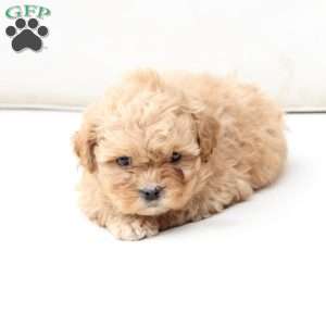 Honey, Shih-Poo Puppy