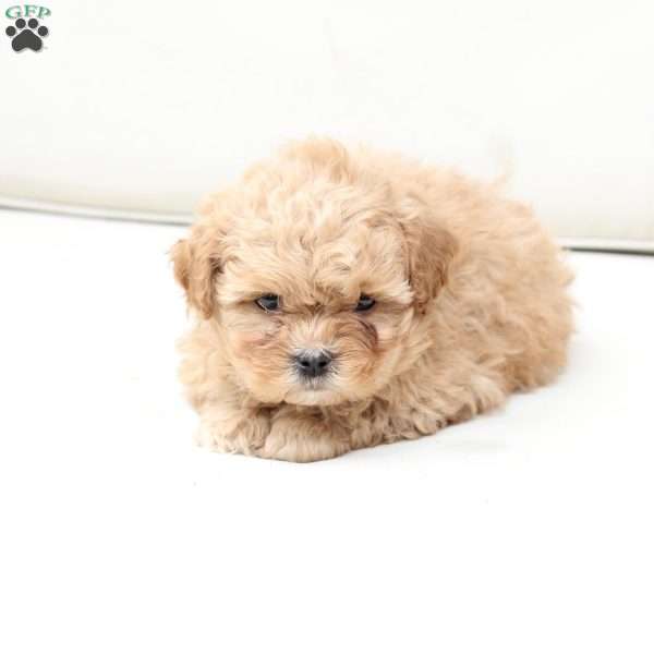 Honey, Shih-Poo Puppy