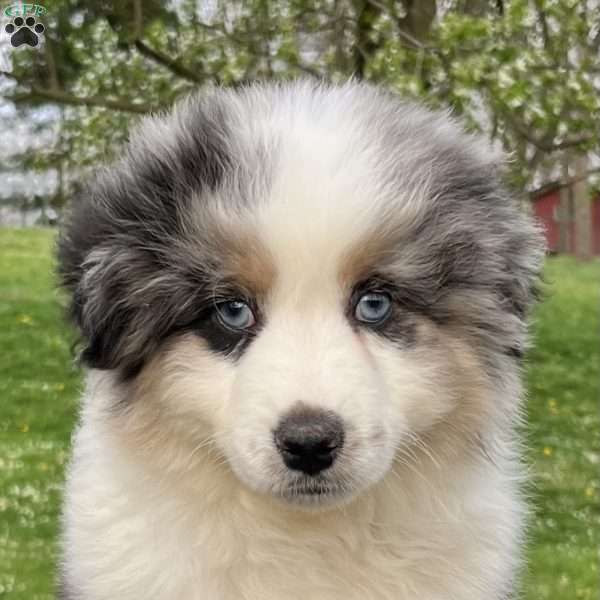 Alex, Miniature Australian Shepherd Puppy