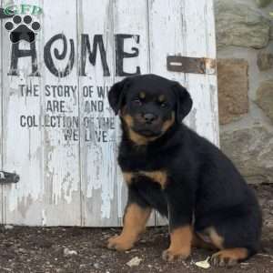 Candy, Rottweiler Puppy