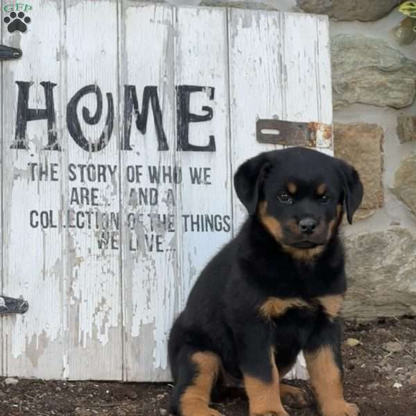 Candy, Rottweiler Puppy