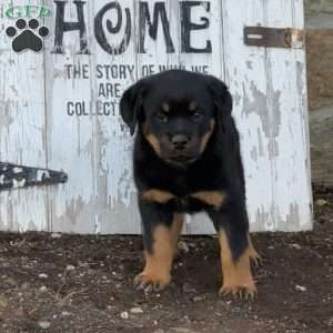 Candy, Rottweiler Puppy