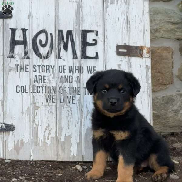 Cody, Rottweiler Puppy