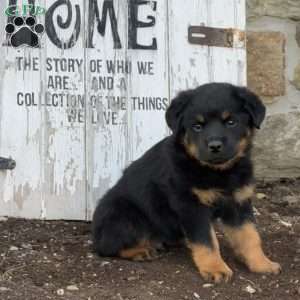 Cody, Rottweiler Puppy