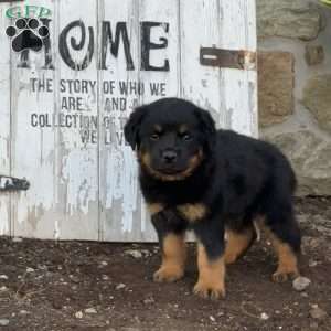 Cody, Rottweiler Puppy