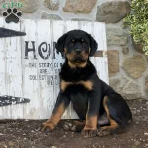 Harley, Rottweiler Puppy