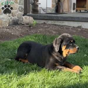 Harley, Rottweiler Puppy