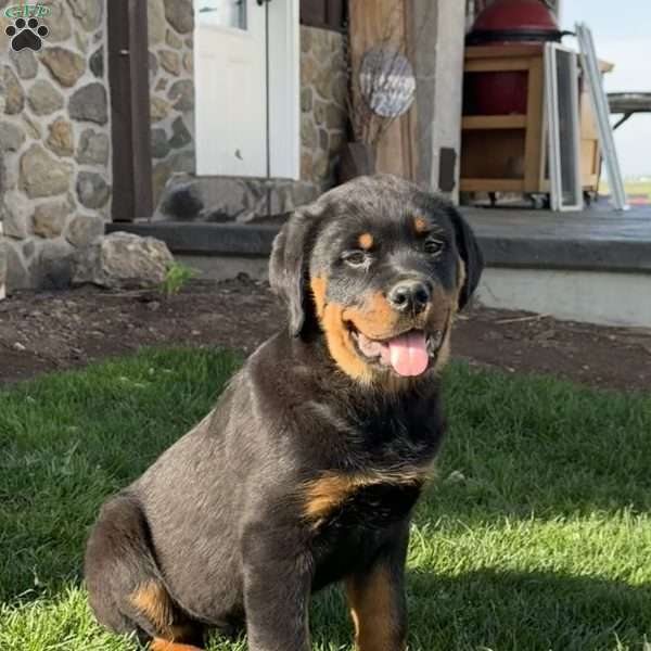 Harley, Rottweiler Puppy