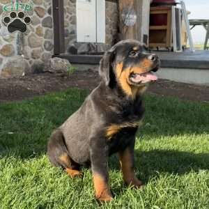 Harley, Rottweiler Puppy