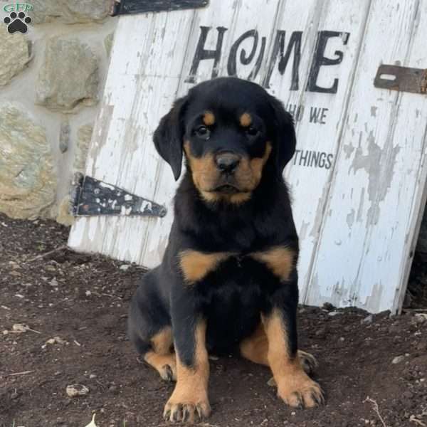 Birdie, Rottweiler Puppy