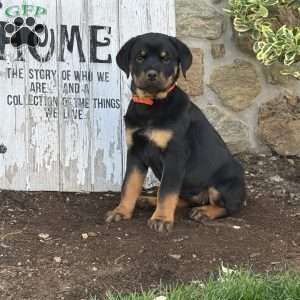Bubbles, Rottweiler Puppy