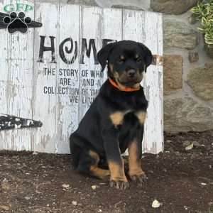 Bubbles, Rottweiler Puppy