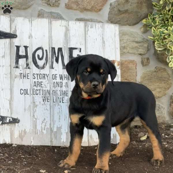Bubbles, Rottweiler Puppy