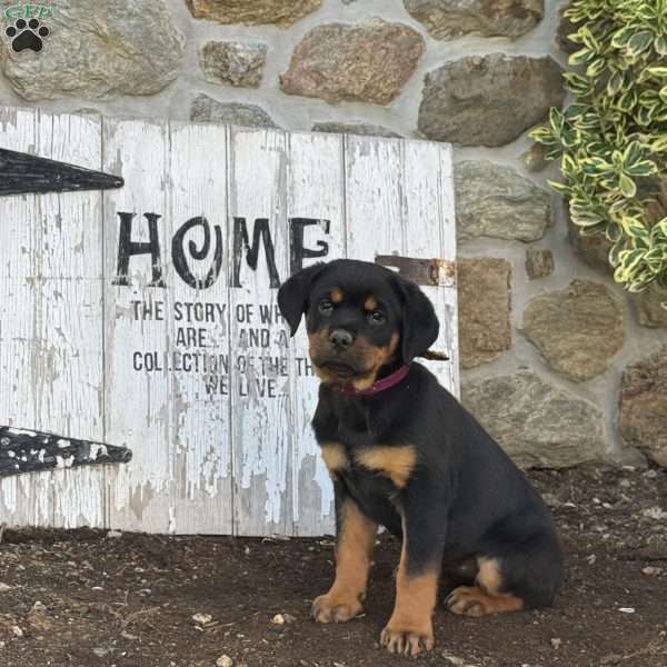Bella, Rottweiler Puppy
