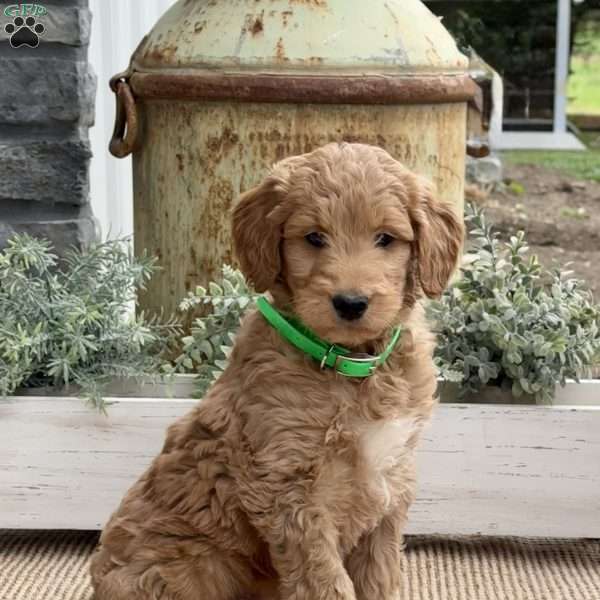 Bingo, Goldendoodle Puppy