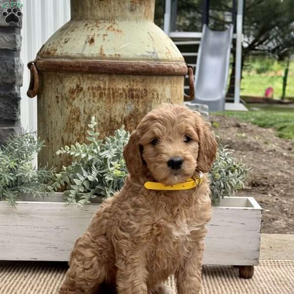 Bella, Goldendoodle Puppy