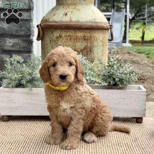 Bella, Goldendoodle Puppy