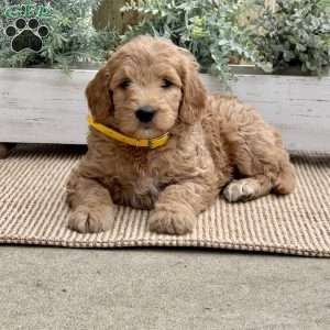 Bella, Goldendoodle Puppy