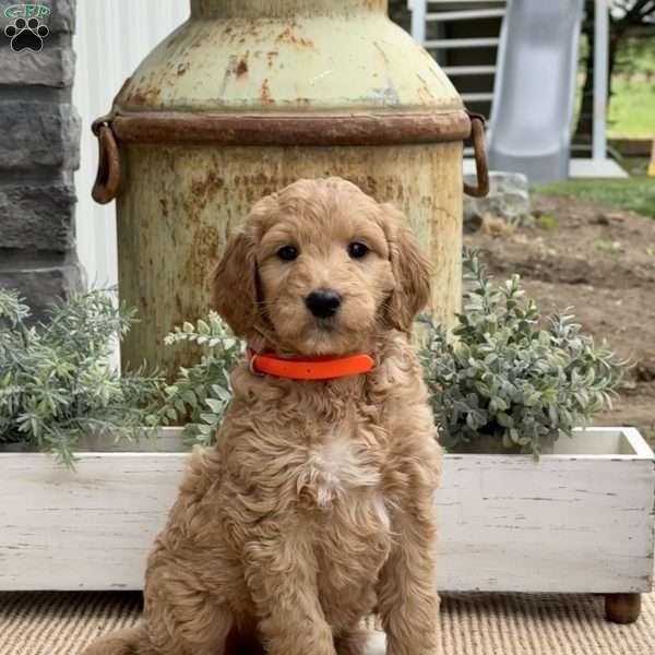 Birdie, Goldendoodle Puppy