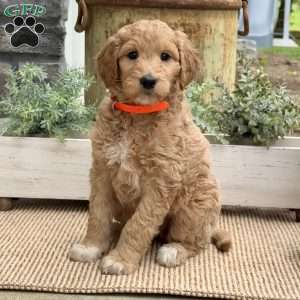 Birdie, Goldendoodle Puppy