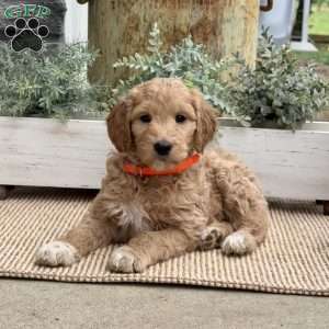 Birdie, Goldendoodle Puppy