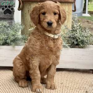 Bonnie, Goldendoodle Puppy