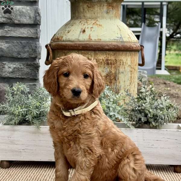 Bonnie, Goldendoodle Puppy
