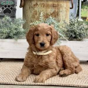 Bonnie, Goldendoodle Puppy