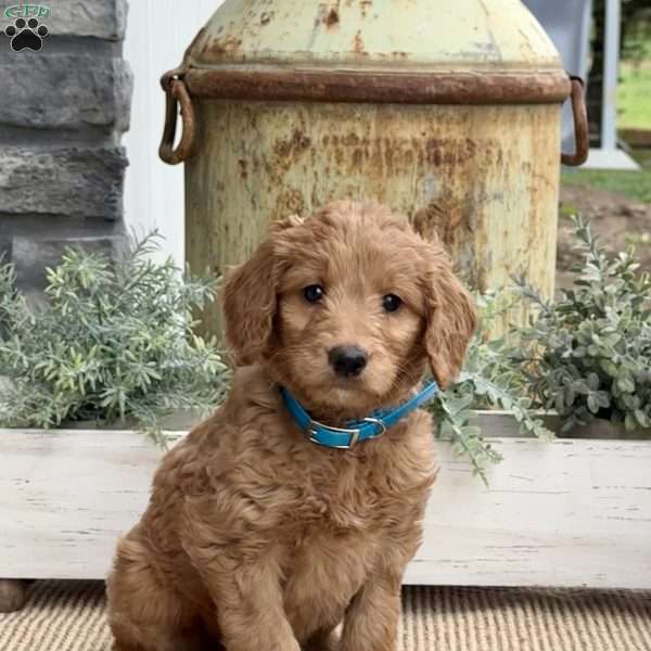 Bubbles, Goldendoodle Puppy