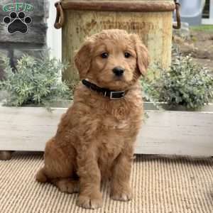 Betty, Goldendoodle Puppy