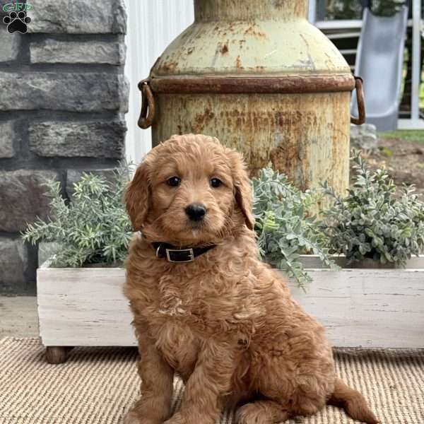 Betty, Goldendoodle Puppy