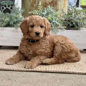 Betty, Goldendoodle Puppy