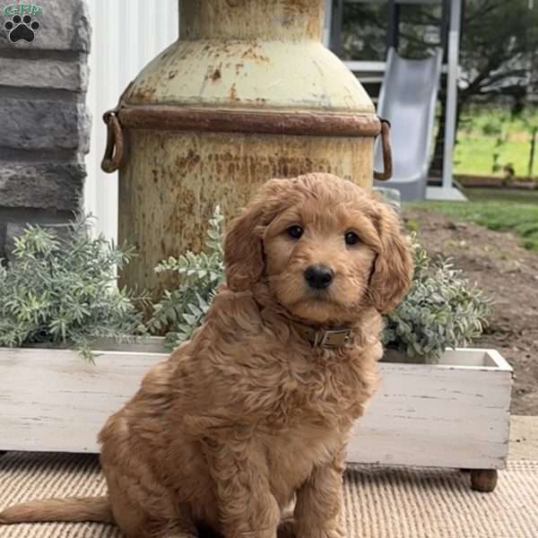 Biscuit, Goldendoodle Puppy
