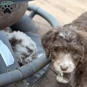 Adelle, Borderdoodle Puppy
