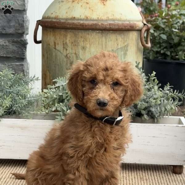 Sunshine, Goldendoodle Puppy