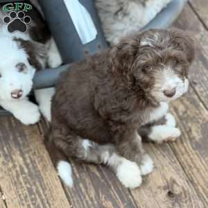 Adelle, Borderdoodle Puppy