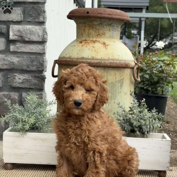 Sophie, Goldendoodle Puppy