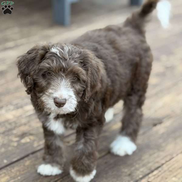 Adelle, Borderdoodle Puppy