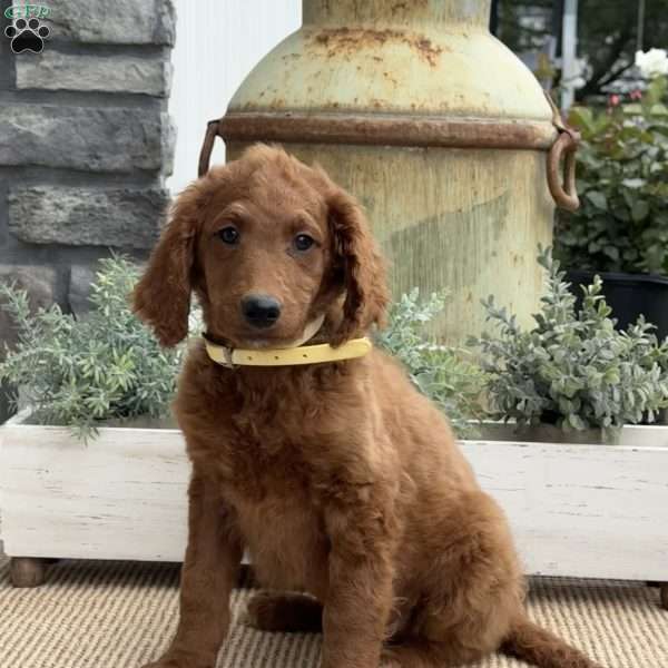 Sally, Goldendoodle Puppy